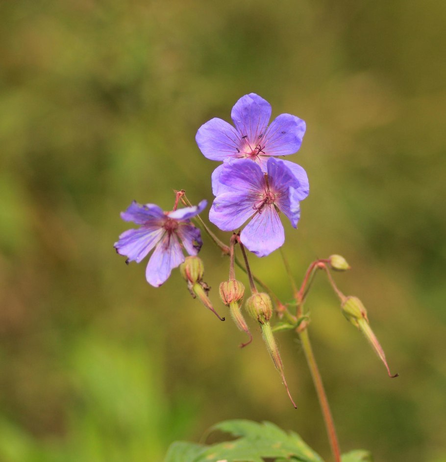 Герань Луговая маршмеллоу