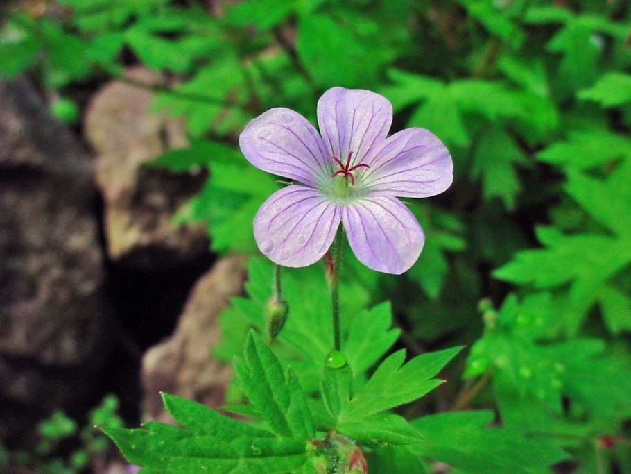 Классификация Серебрякова жизненные формы растений