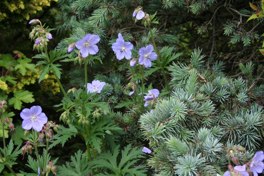 Герань гибридная розанна