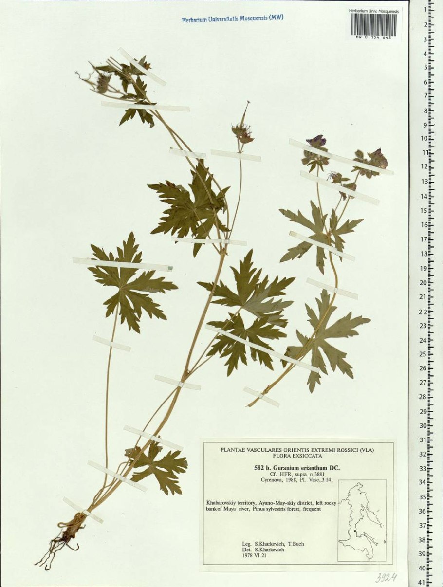 Герань Луговая трава 50г