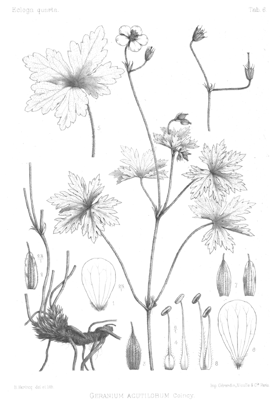 Герань холмовая