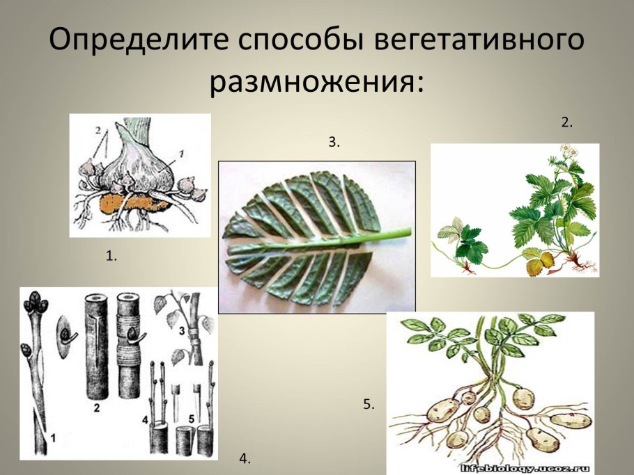 Задания по биологии 6 класс по теме бесполое размножение
