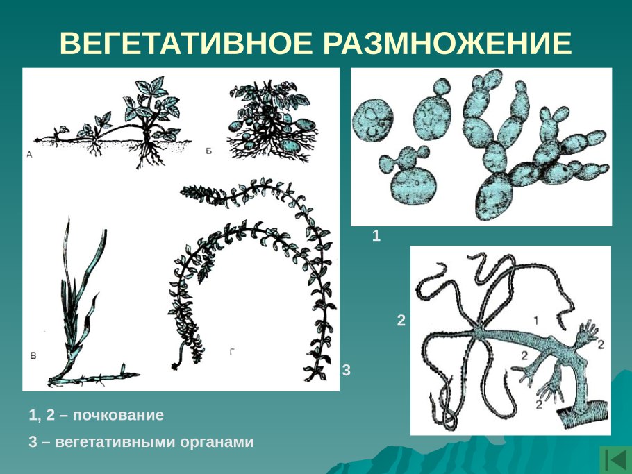 Размножение малины корневой порослью