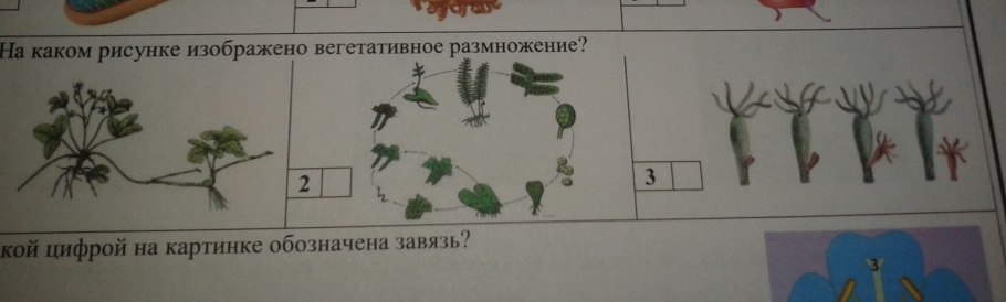 Отводки размножение растений