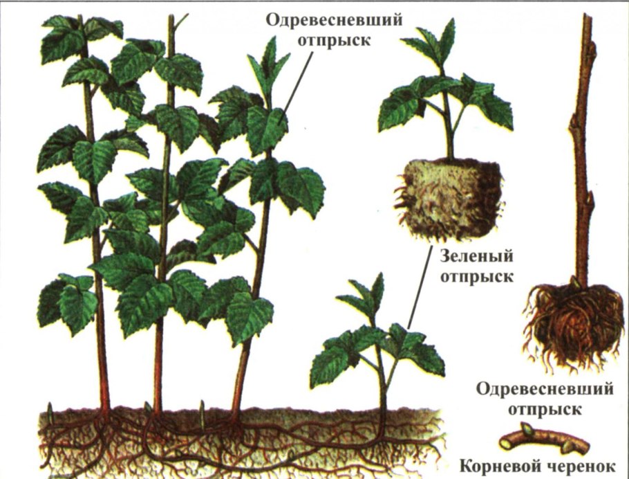Вегетативное размножение картофеля