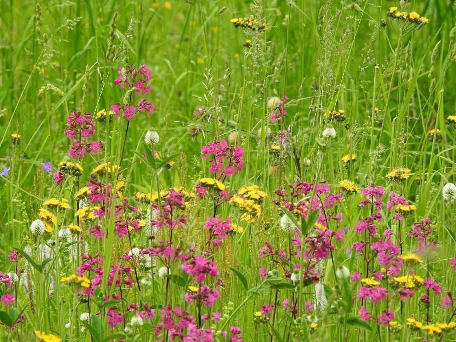 Поля разнотравье Алтая