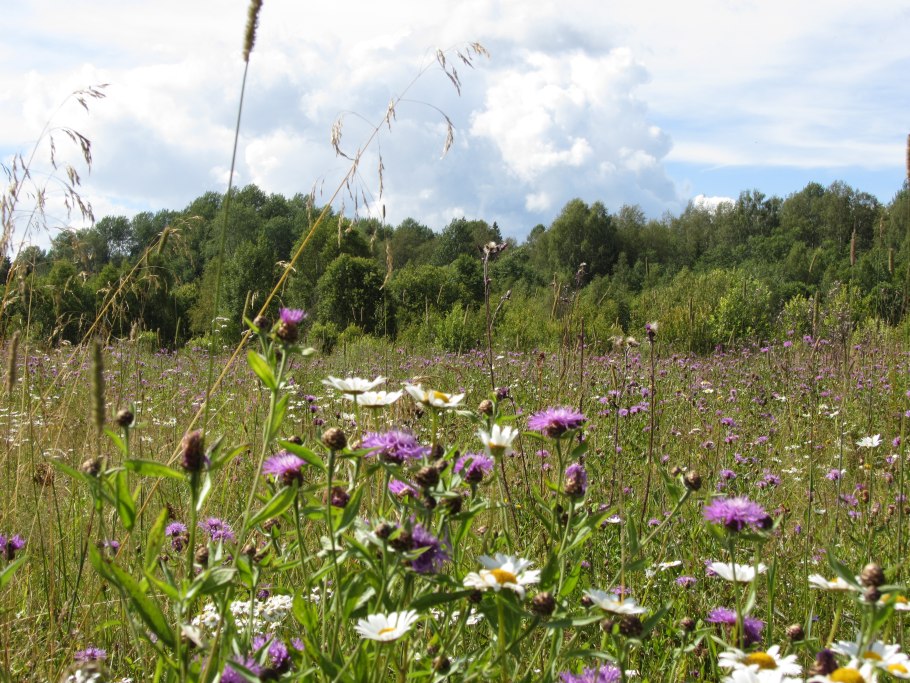Луговое разнотравье