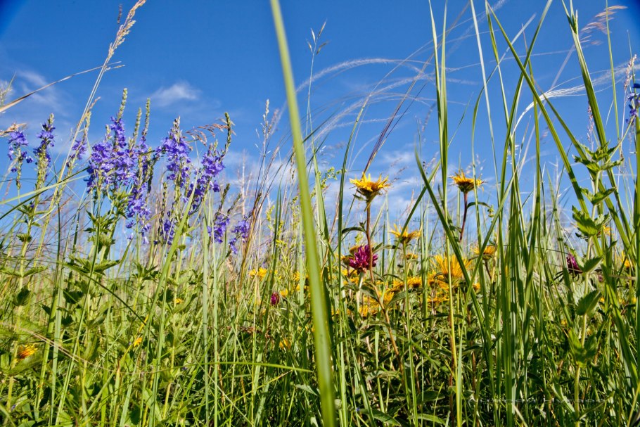 Эспарцет на сенаж