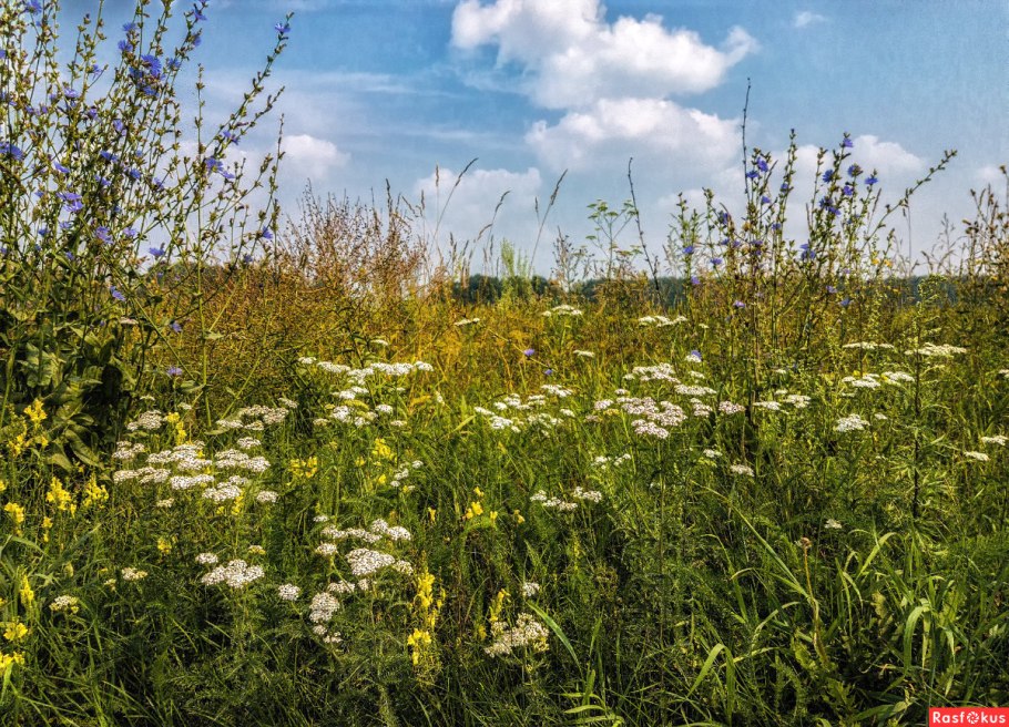 Разнотравье Сибири