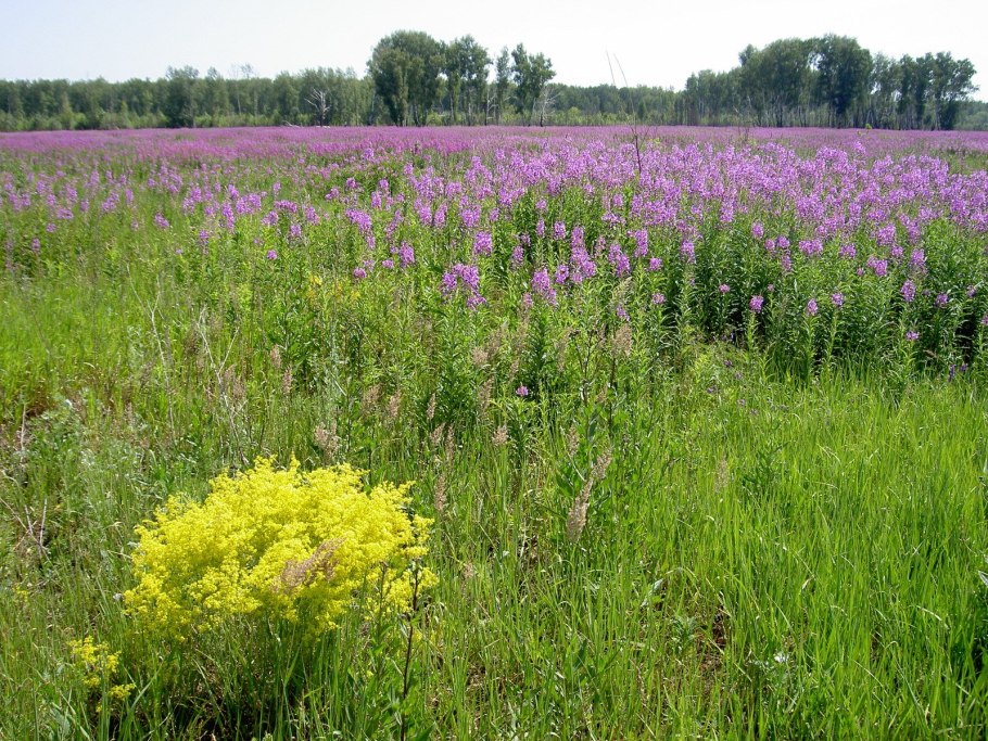 Разнотравье Курганинского района с названием