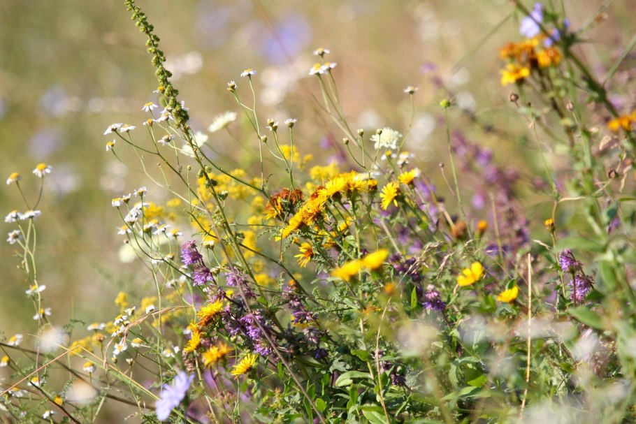 Разнотравье медоносы лекарственные