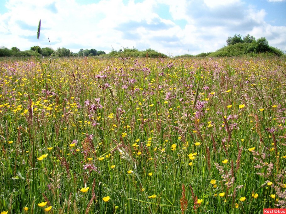 Короткокорневищное разнотравье