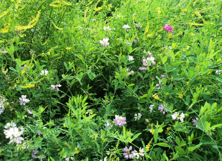 Разнотравье Росалес