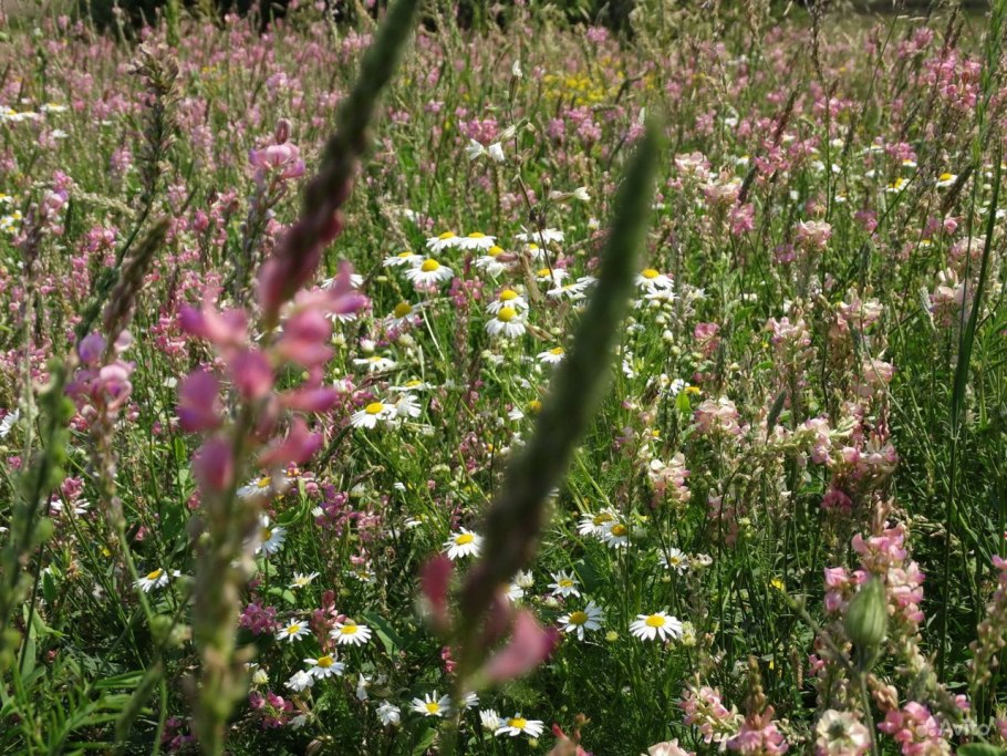 Люцерна синяя посевная