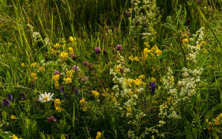 Разнотравье Швеция