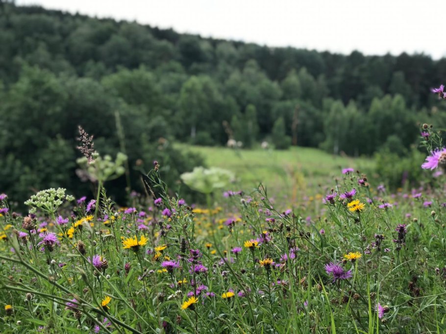 Кашка цветок Луговой