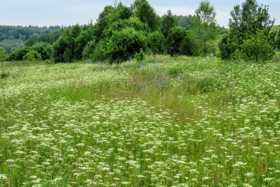 Разнотравье заливного Луга