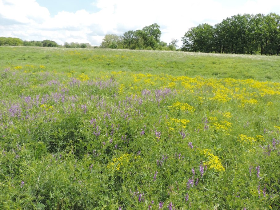Растения Луга Вологодской области