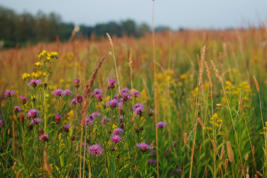 Подмосковное разнотравье