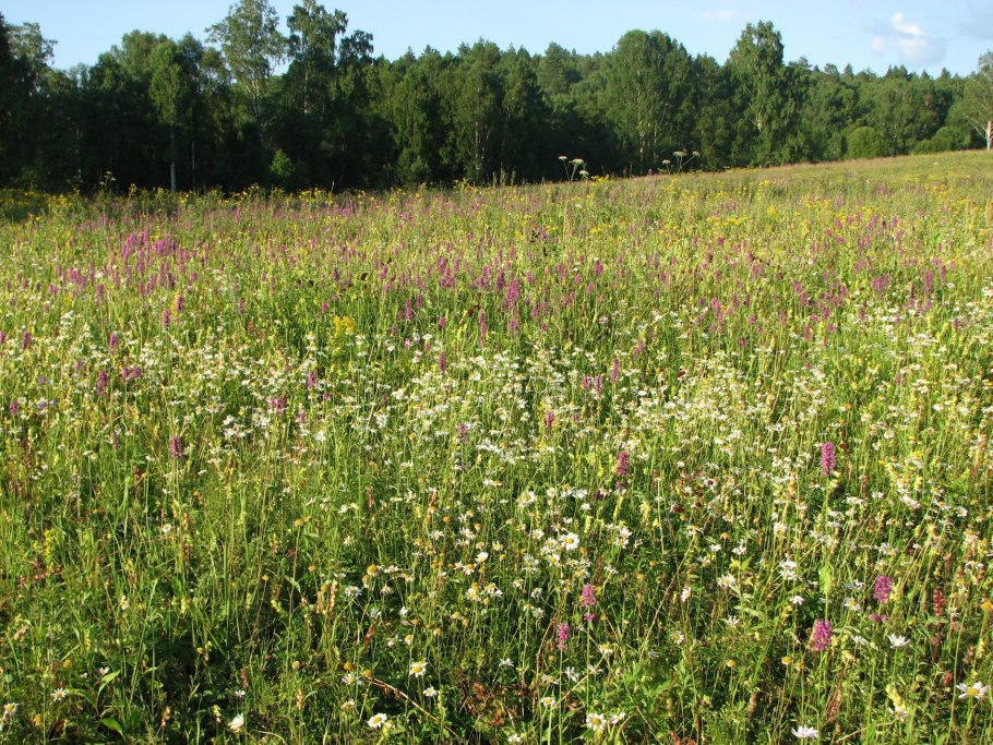 Разнотравье медоносы