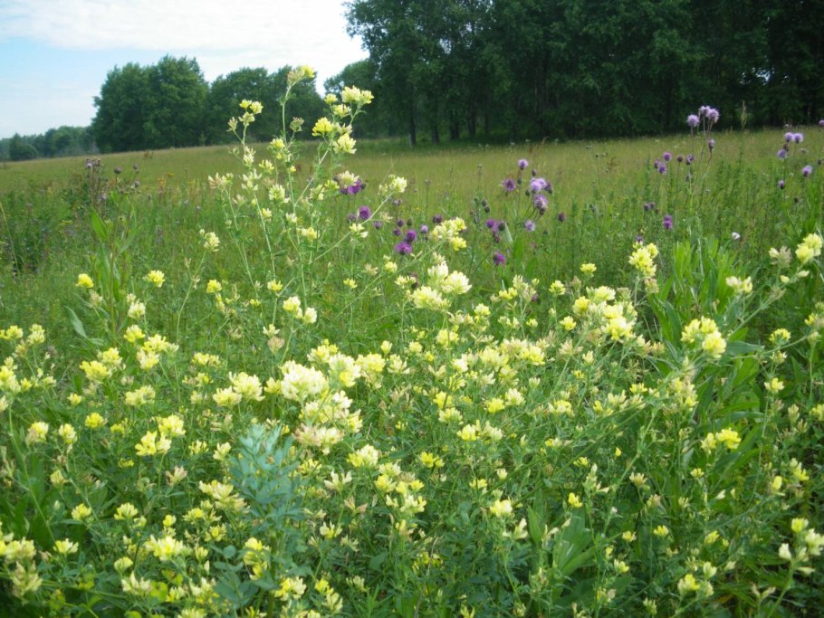Луговое разнотравье
