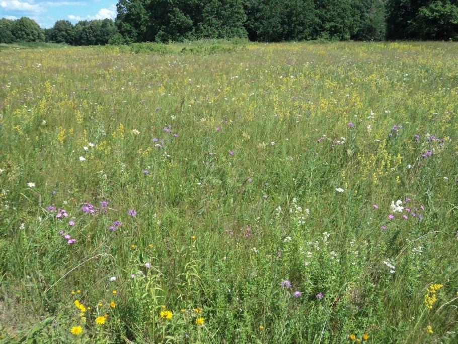 Северное разнотравье