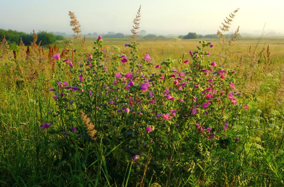 Луговые растения Алтайского края