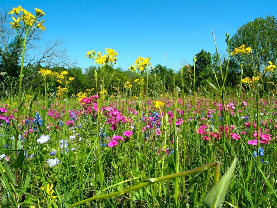 Луговое разнотравье