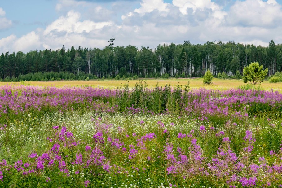 Злаковые луговые Вейник