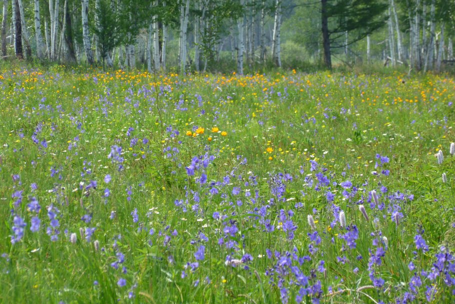 Незамаевские разнотравье Луга