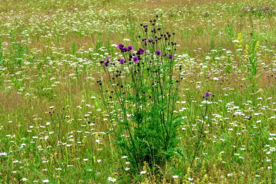 Карельское разнотравье