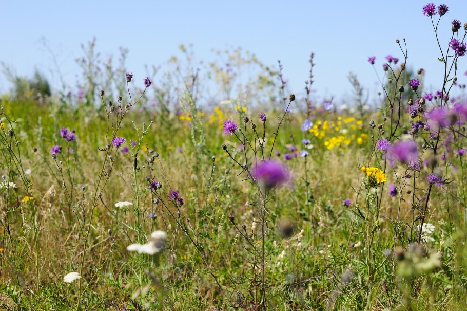Луговое разнотравье Клевер