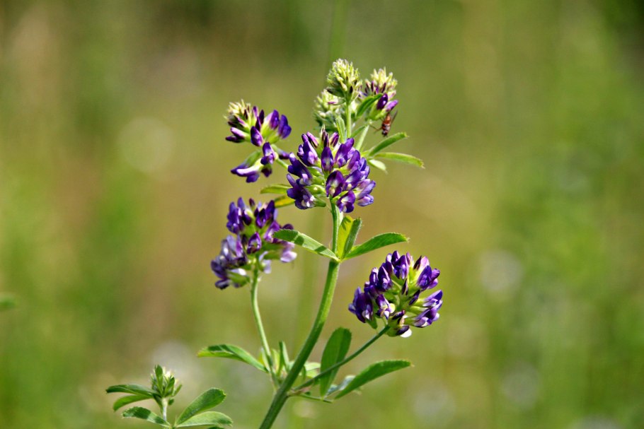 Растения Луга разнотравье