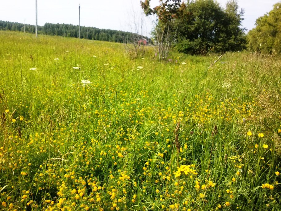 Донская степь разнотравье