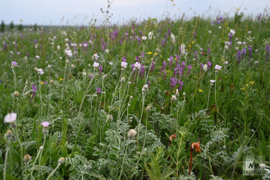 Злаково-разнотравные Луга