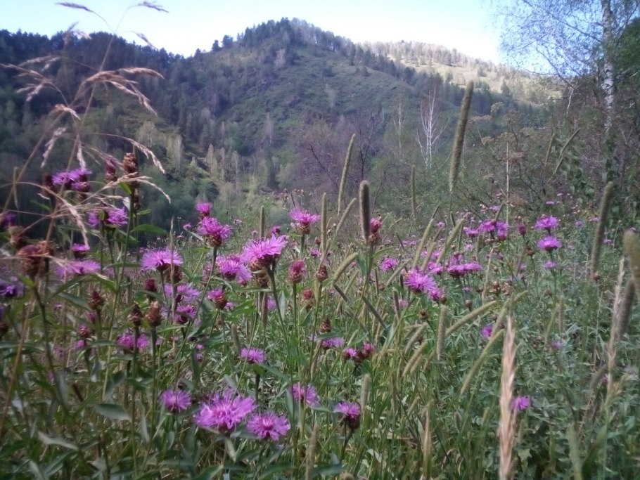 Травянистая растительность