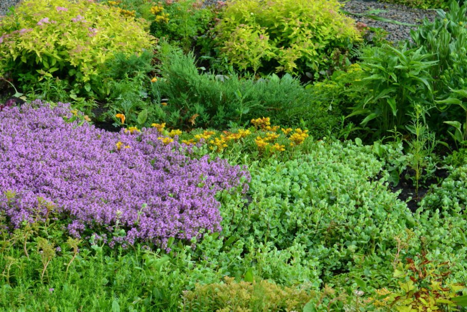 Тимьян ползучий многолетник