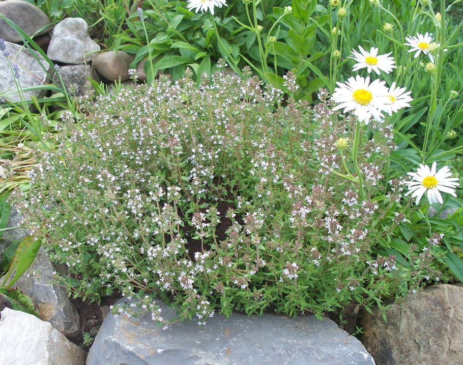 Почвопокровные многолетники Очиток тимьян