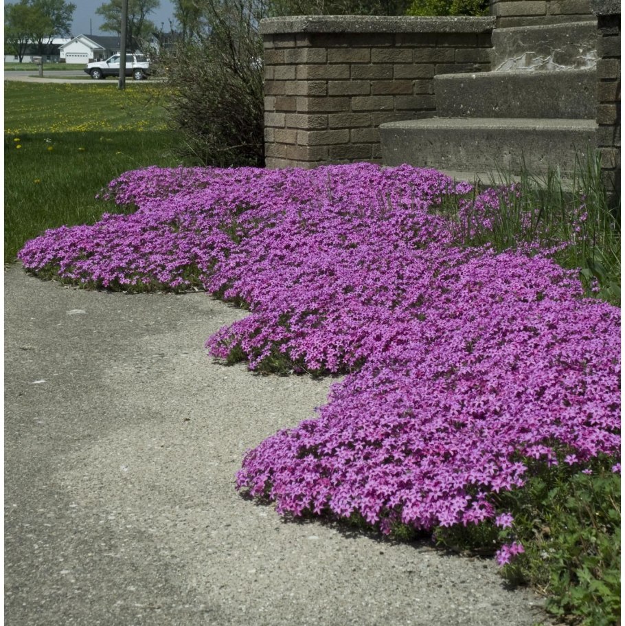 Статице Вересковый сад