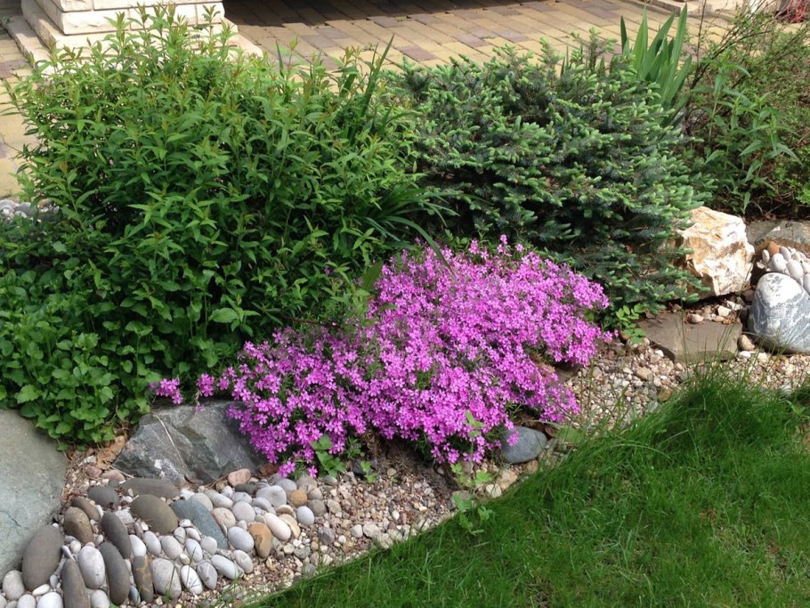 Тимьян ползучий (Thymus serpyllum 'Magic Carpet')