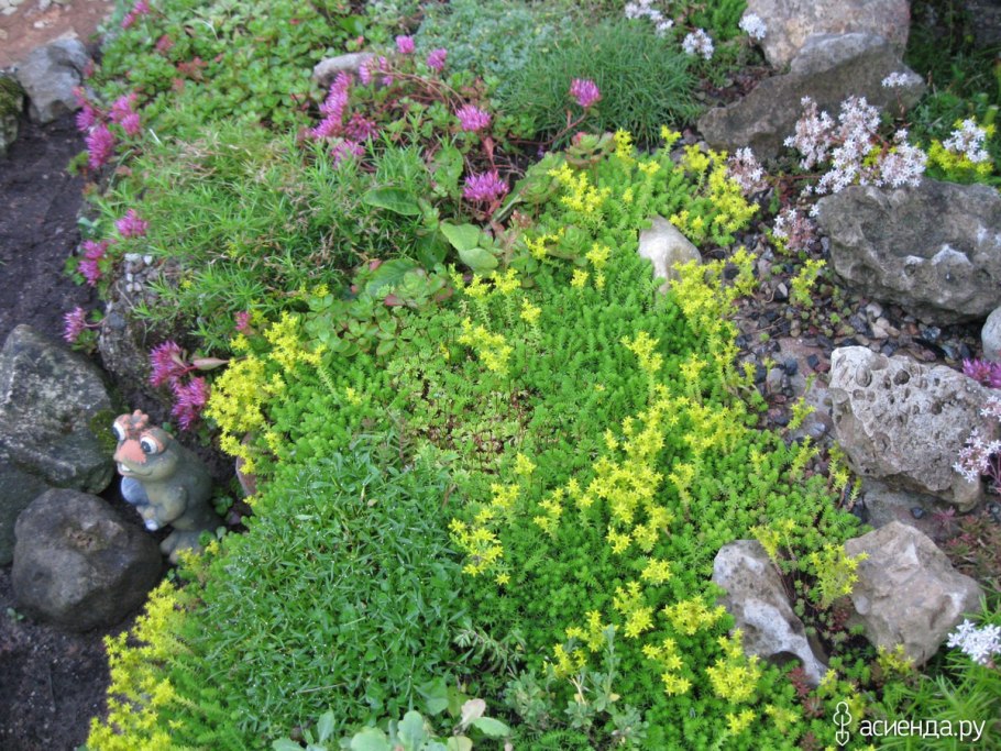 Флокс шиловидный на клумбе