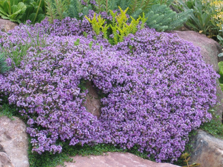 Тимьян ползучий 'Purple Carpet'