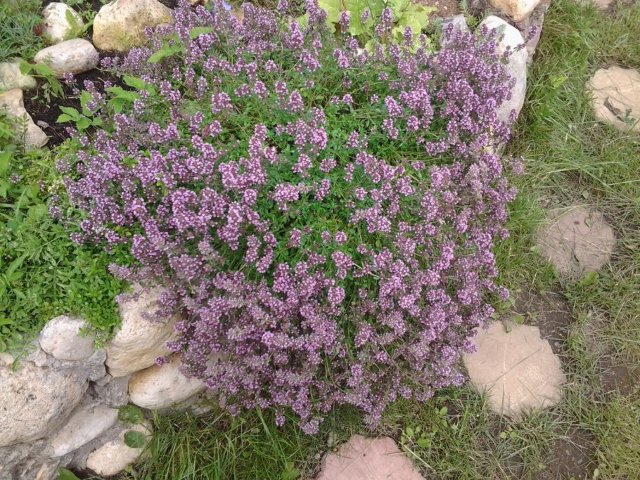 Тимьян лимонный в ландшафтном дизайне