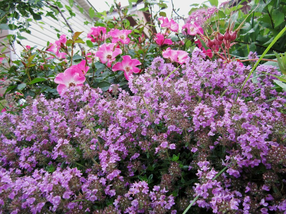 Чабрец в ландшафтном дизайне