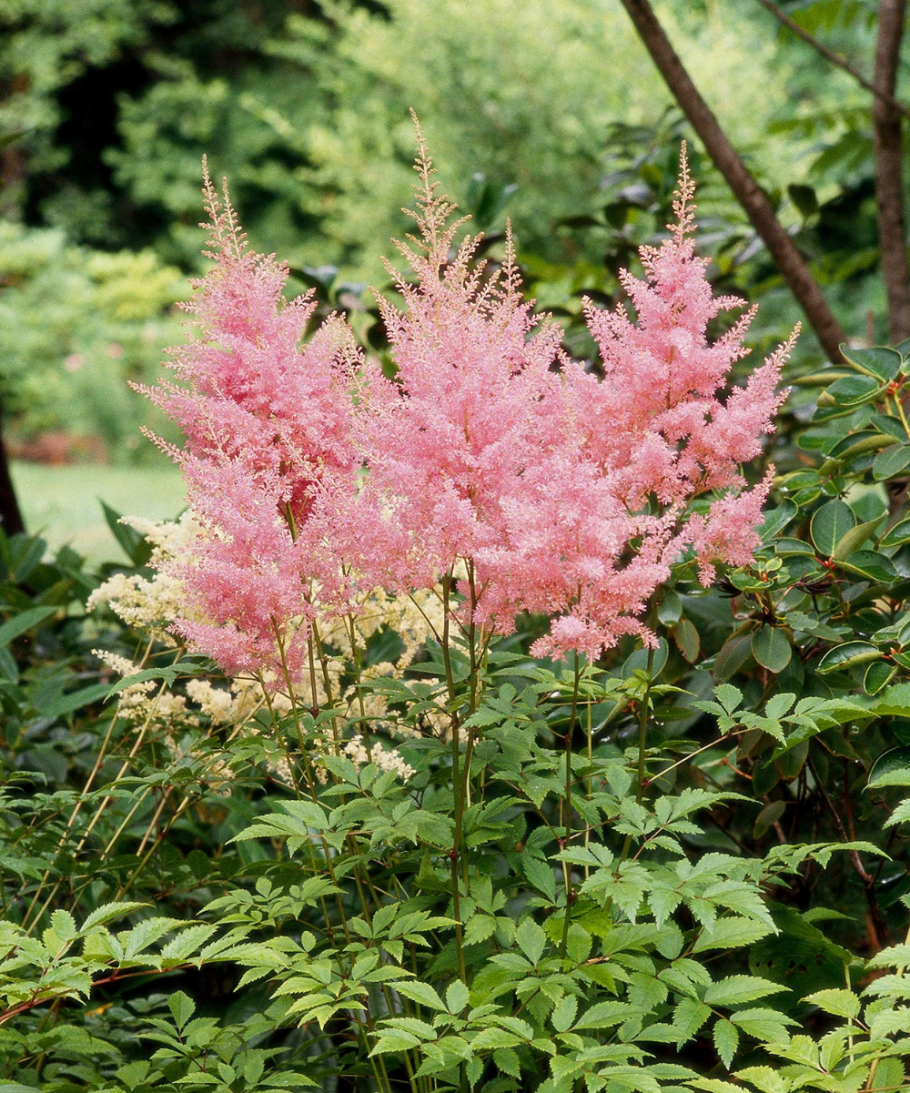 Лиатрис спиката spicata