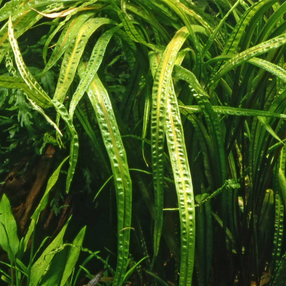 Cryptocoryne lucens
