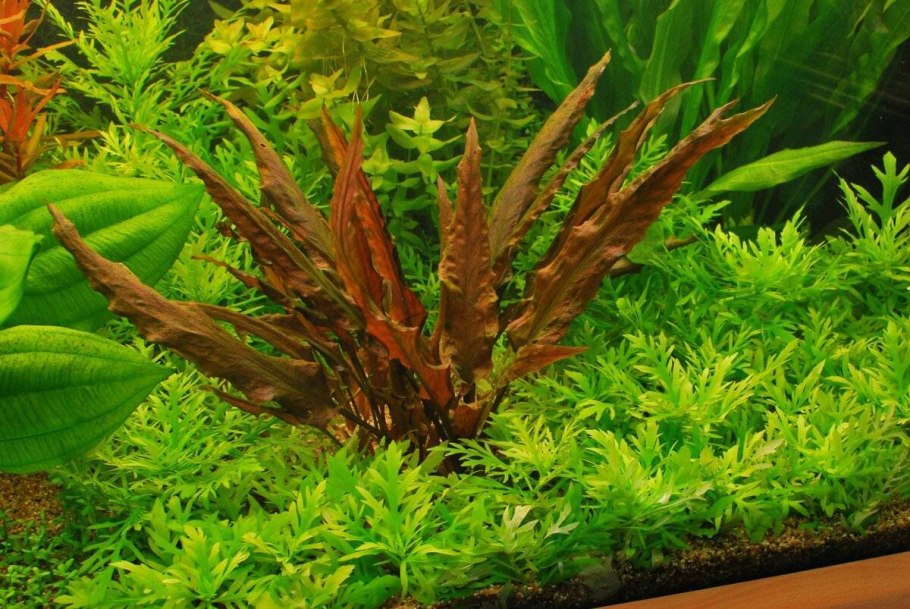 Cryptocoryne wendtii broadleaf