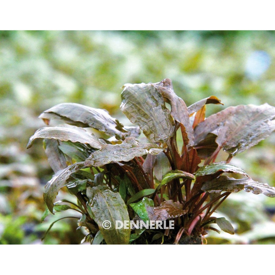 Гигрофила перистонадрезанная