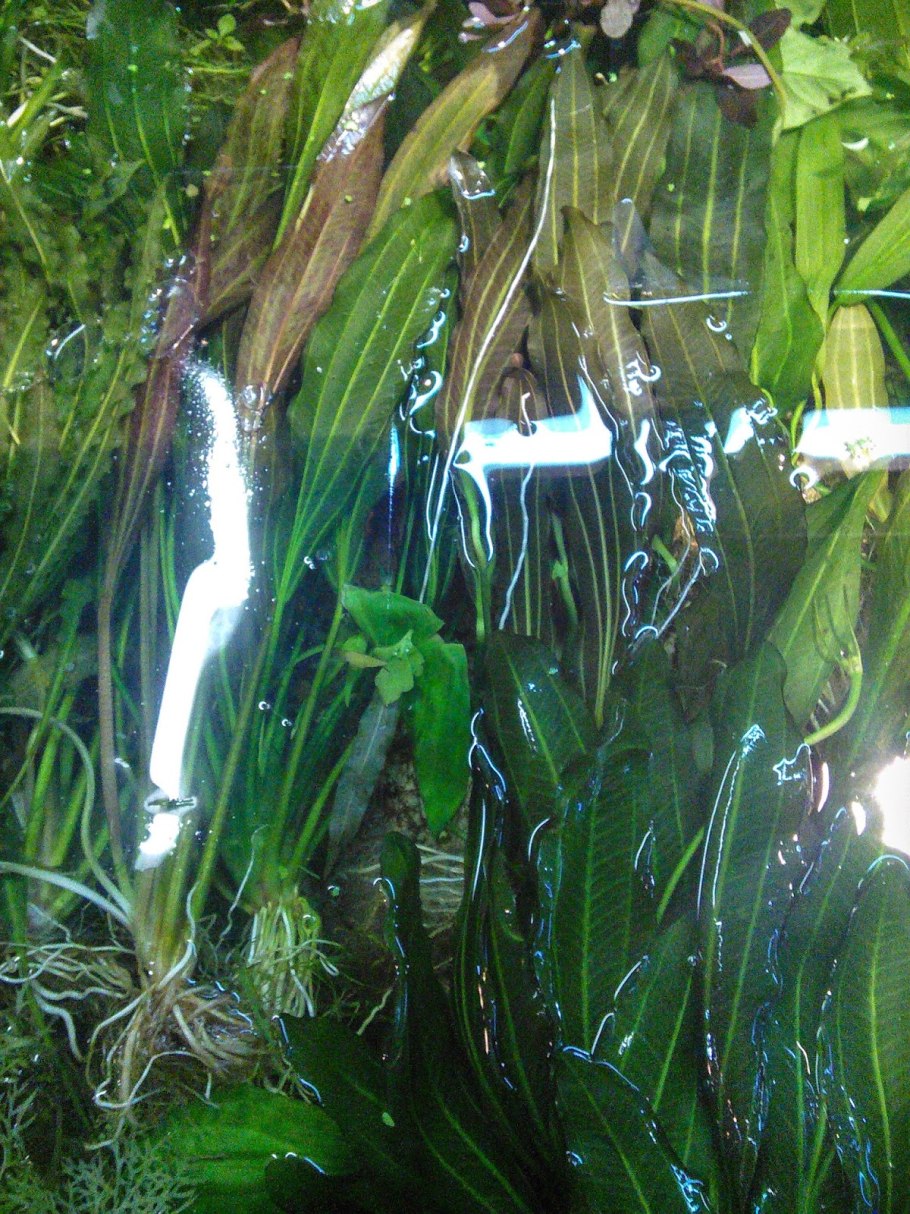 Эхинодорус мадаленгенсис