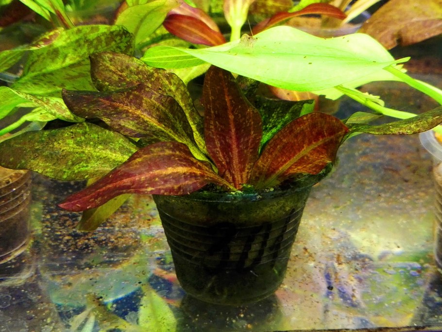 Криптокорина стриолата зеленая